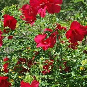 Hibiscus moscheutos 'Lord Baltimore' (Hardy Hibiscus)