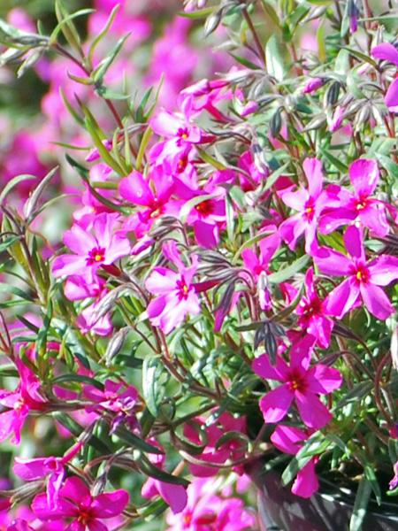 Phlox subulata 'Scarlet Flame' (Moss Pinks)