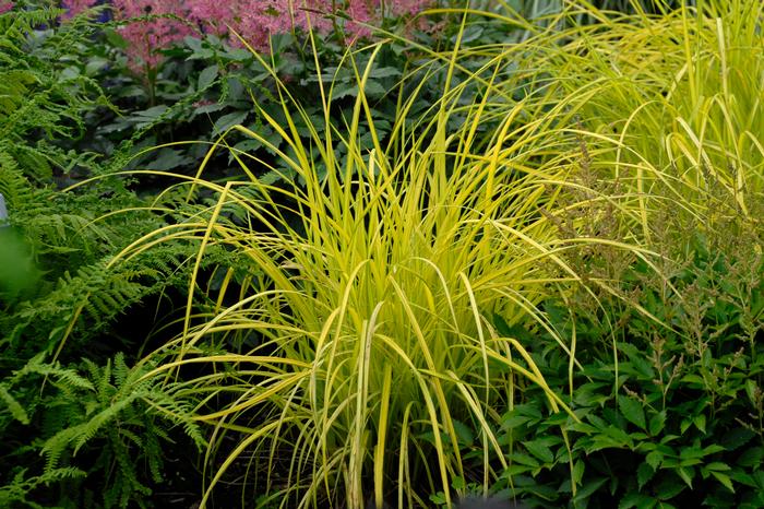 Golden Variegated Sedge (Carex elata 'Bowles Golden')