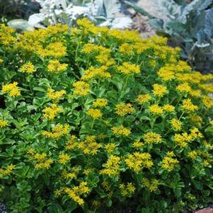 Sedum kamtschaticum (Stonecrop)