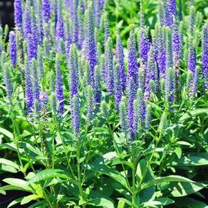 Veronica spicata 'Royal Candles' (Speedwell)