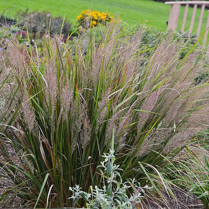 Korean Feather Reed Grass (Calamagrostis brachytricha)