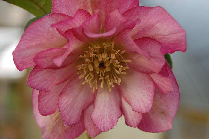 Helleborus x hybridus Winter Jewels® 'Cotton Candy'