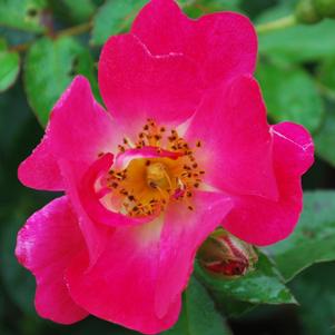 Pink Drift® Rose