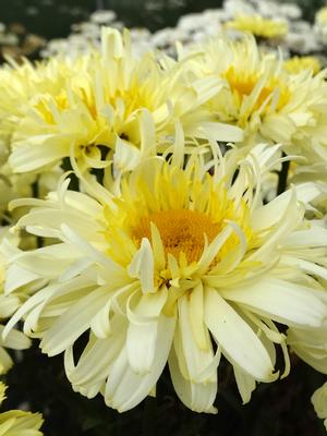 Leucanthemum x superbum Realflor® 'Real Charmer' (Shasta Daisy)