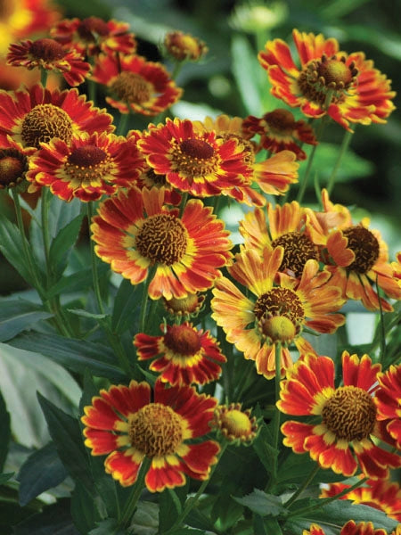 Helenium autumnale Mariachi ™'Fuego' (Helen's Flower, Sneezeweed)