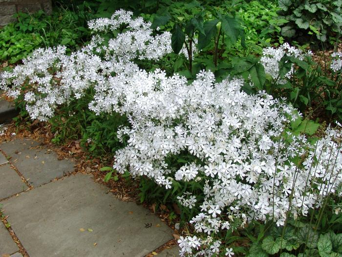 Phlox divaricata 'May Breeze' (Woodland Phlox)