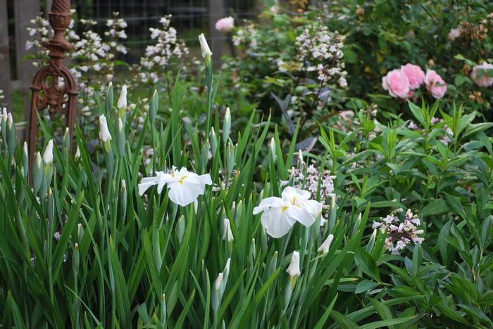 Iris ensata 'Moonlight Waves' (Japanese Iris)