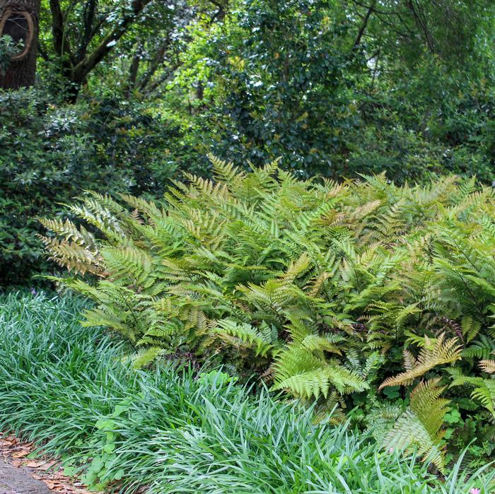 Brilliance Autumn Fern (Dryopteris erythrosora 'Brilliance')