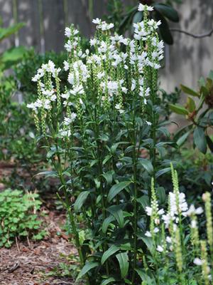 Physostegia virginiana 'Miss Manners' (Obedient Plant)