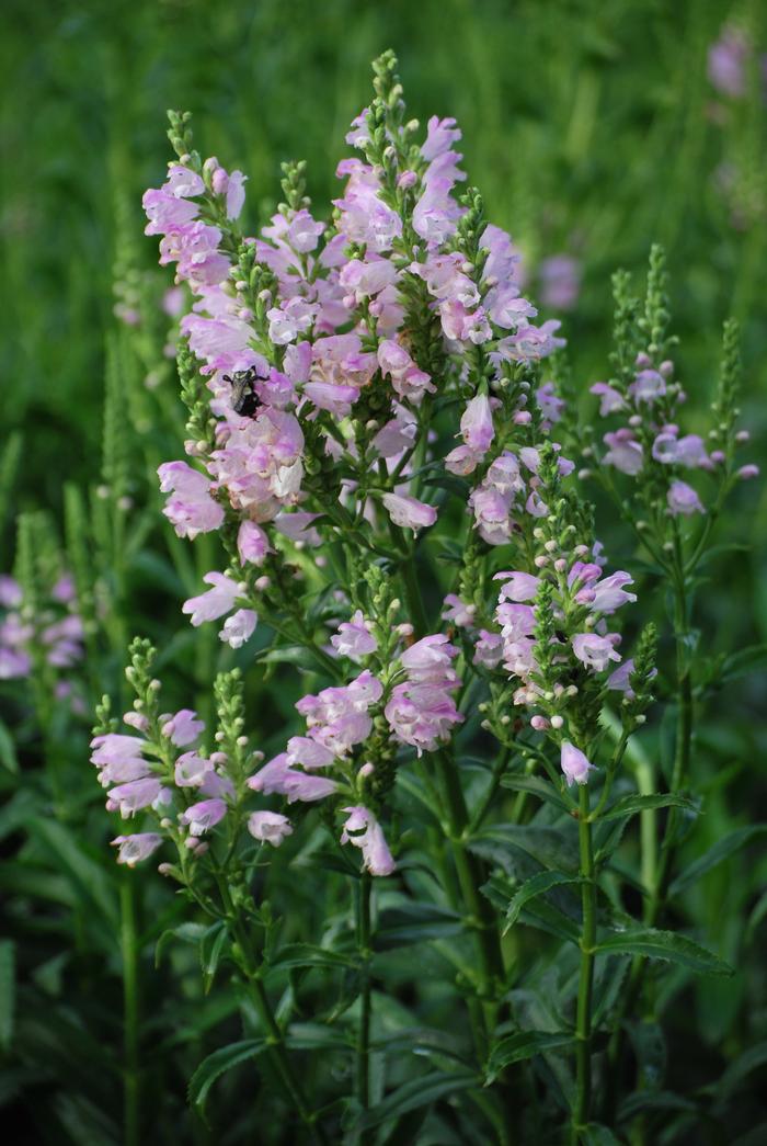 Physostegia virginiana 'Pink Manners' (Obedient Plant)