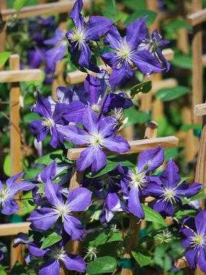 Clematis hybrid 'Jackmanii' (Hybrid Clematis)