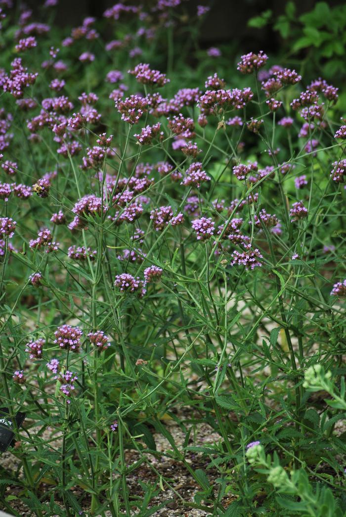 Tall Verbena (Verbena bonariensis)