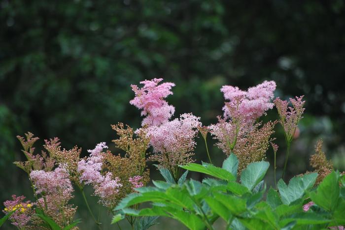 Queen of the Prairie (Filipendula rubra 'Venusta')