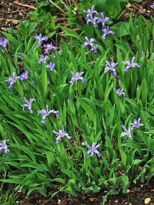 Iris cristata (Dwarf Crested Iris)