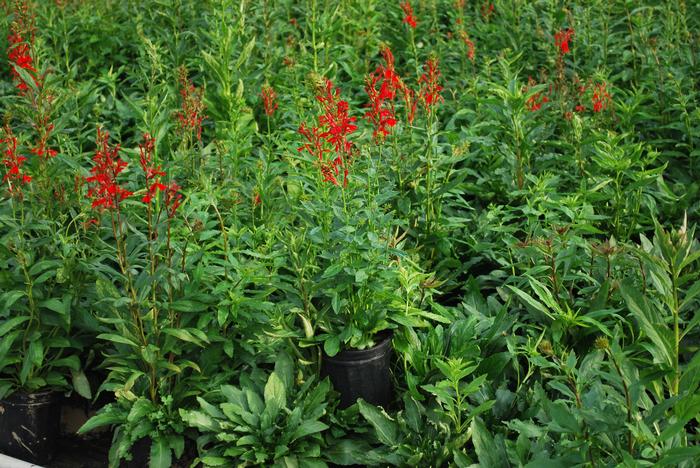 Red Cardinal Flower (Lobelia cardinalis)