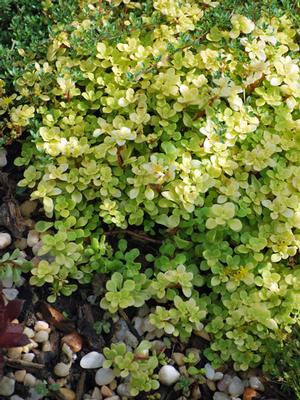 Sedum makinoi 'Ogon' (Stonecrop)