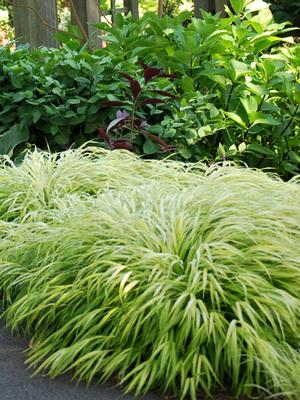 Hakonechloa macra 'All Gold' (Japanese Forest Grass)