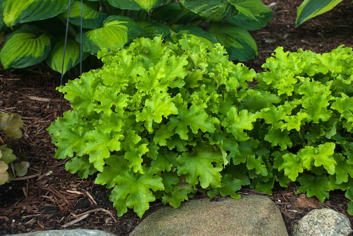 Heuchera x 'Lime Marmalade' (Coral Bells)