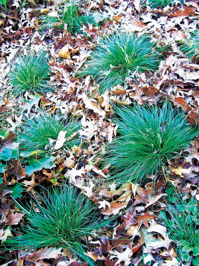 Pennsylvania Sedge (Carex pensylvanica)