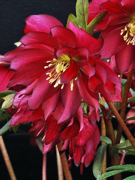 Helleborus W.J. 'Red Sapphire' (Winter Jewels® Series Lenten Rose)