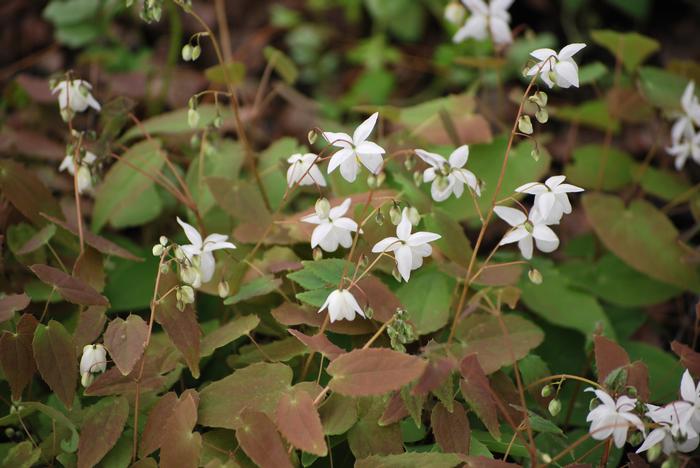 Epimedium x youngianum 'Niveum' (Barrenwort)