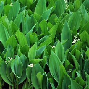 Lily-of-the-Valley (Convallaria majalis)