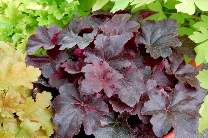 Heuchera x 'Midnight Rose' (Coral Bells)