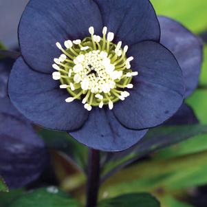 Helleborus W.J. 'Black Diamond' (Winter Jewels® Series Lenten Rose)