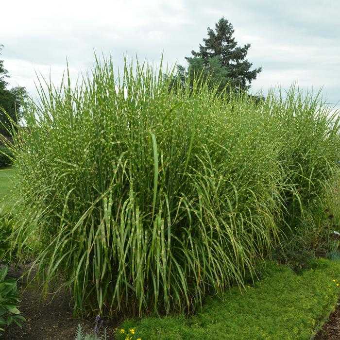 Porcupine Grass (Miscanthus sinensis 'Strictus')