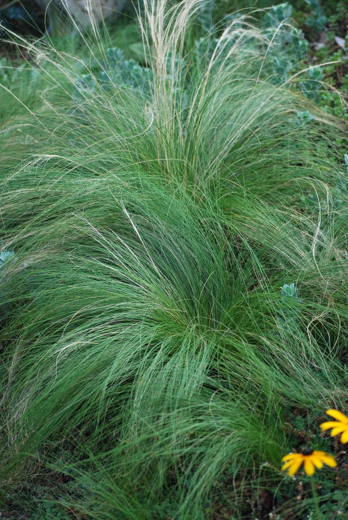 Mexican Feather Grass (Nassella tenuissima)