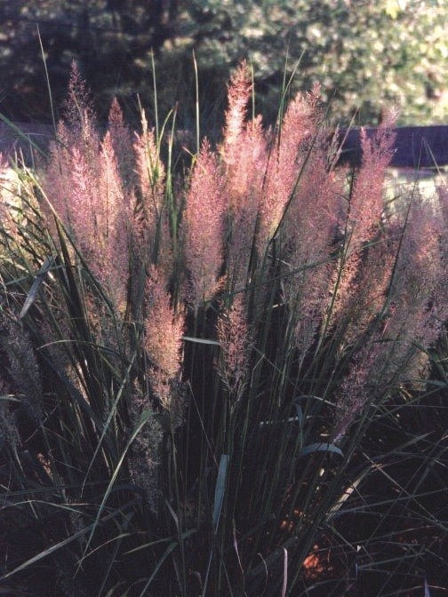 Korean Feather Reed Grass (Calamagrostis brachytricha)