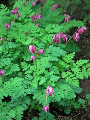 Cutleaf Bleeding Heart (Dicentra formosa 'Luxuriant'), pink flowers