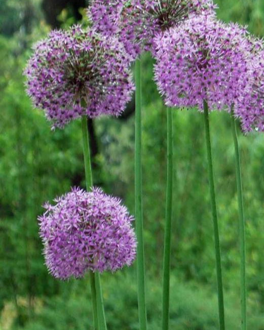 Allium 'Gladiator' (Ornamental Onion) perennial