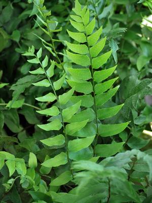 Fortune's Hardy Holly Fern (Cyrtomium fortunei)