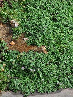 Elfin Thyme (Thymus serpyllum 'Elfin')