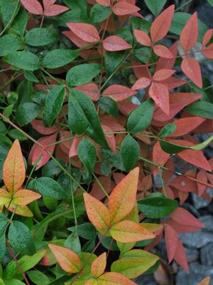 Dwarf Heavenly Bamboo (Nandina domestica 'Harbor Belle'™)