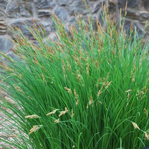 Tussock sedge (Carex stricta)