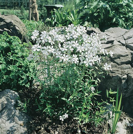 Phlox divaricata 'May Breeze' (Woodland Phlox)