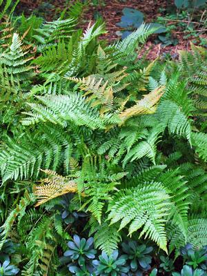 Brilliance Autumn Fern (Dryopteris erythrosora 'Brilliance')