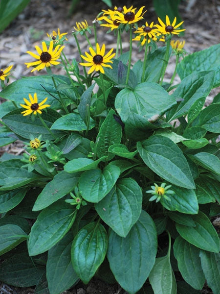 Dwarf Black-Eyed Susan (Rudbeckia fulgida 'Little Goldstar'), yellow flowers