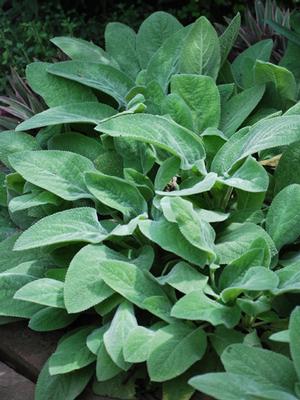 Stachys byzantina 'Helene von Stein' (Lamb's Ear)