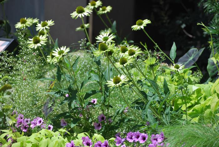 Echinacea x purpurea 'Green Jewel' (Coneflower)