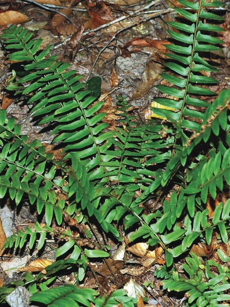 Christmas Fern (Polystichum acrostichoides)