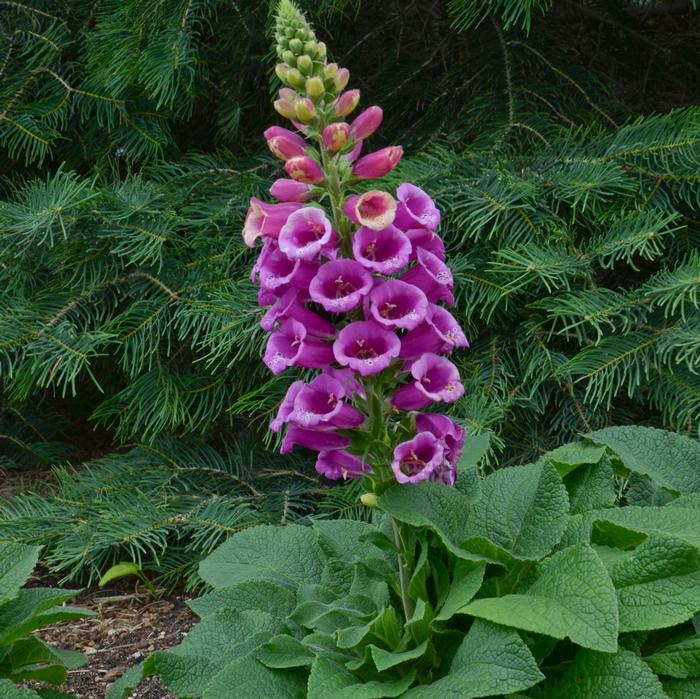 Digitalis purpurea 'Candy Mountain' (Foxglove), purple flowers