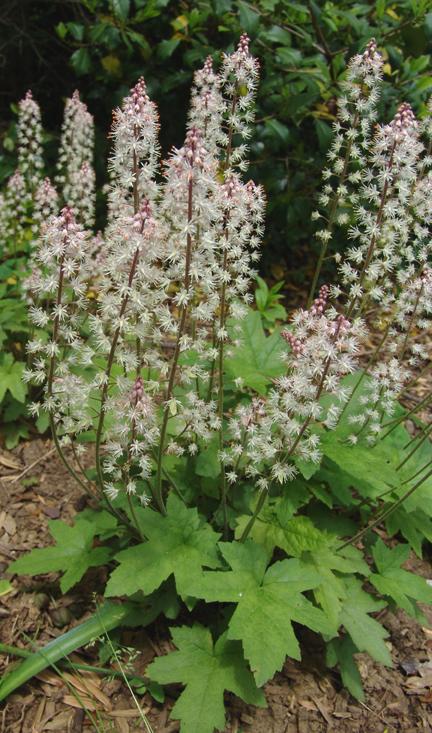 Tiarella cordifolia 'Oakleaf' (Foam Flower)