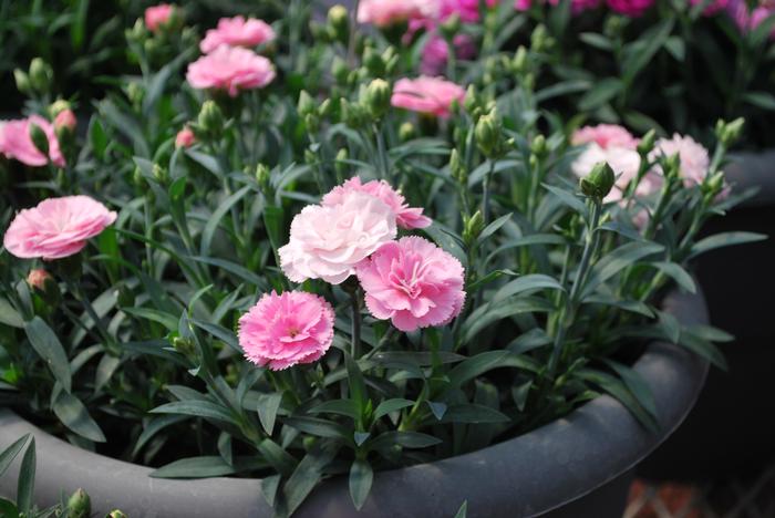 Dianthus Constant Cadence® Peach Milk (Garden Pinks), pink and white flowers