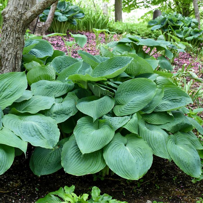 Hosta x 'Big Daddy' (Plantain Lily)