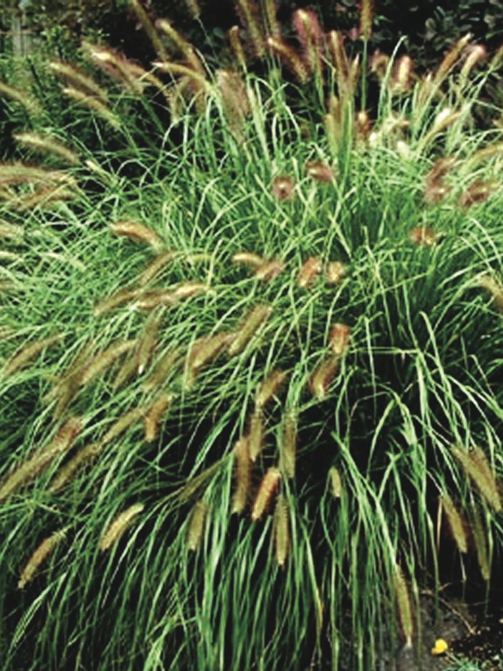 Pennisetum alopecuroides (Fountain Grass)