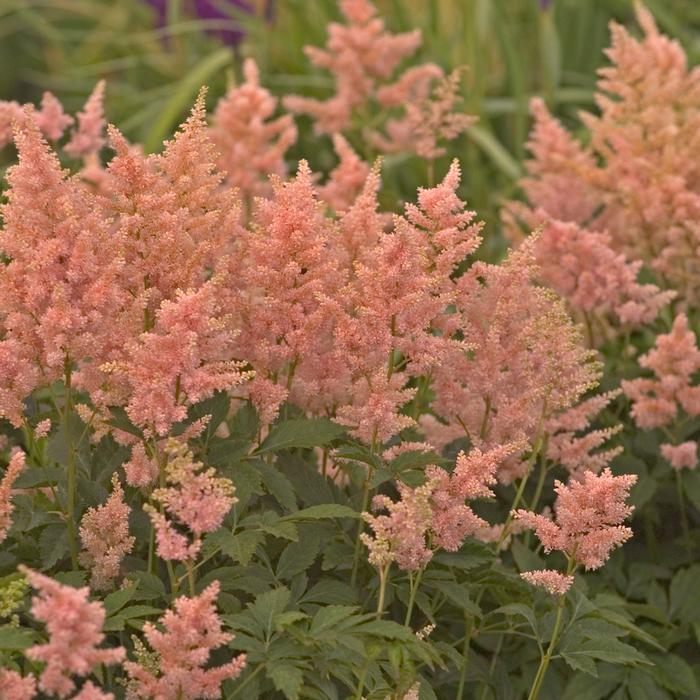 Astilbe japonica 'Peach Blossom' (False Spirea) perennial, pink flowers